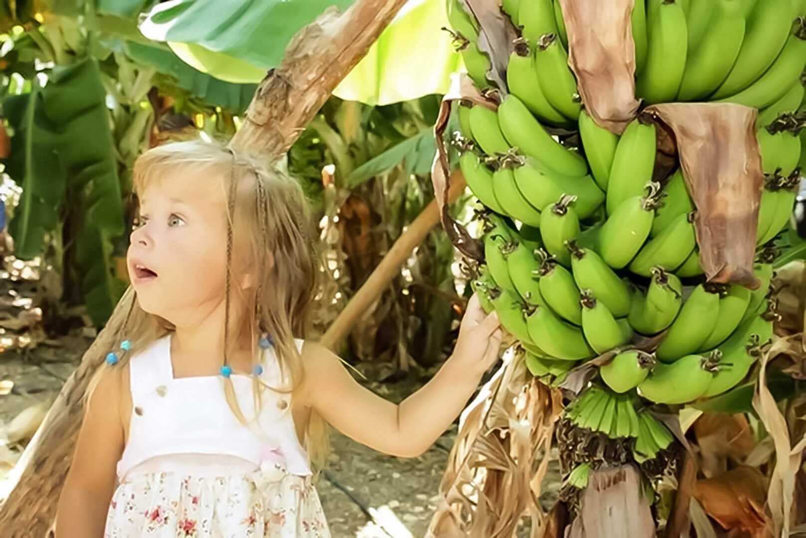 Бананы растут в россии. Банановое дерево. Бананы растут. Бананы на Пальме. Банановое растение.