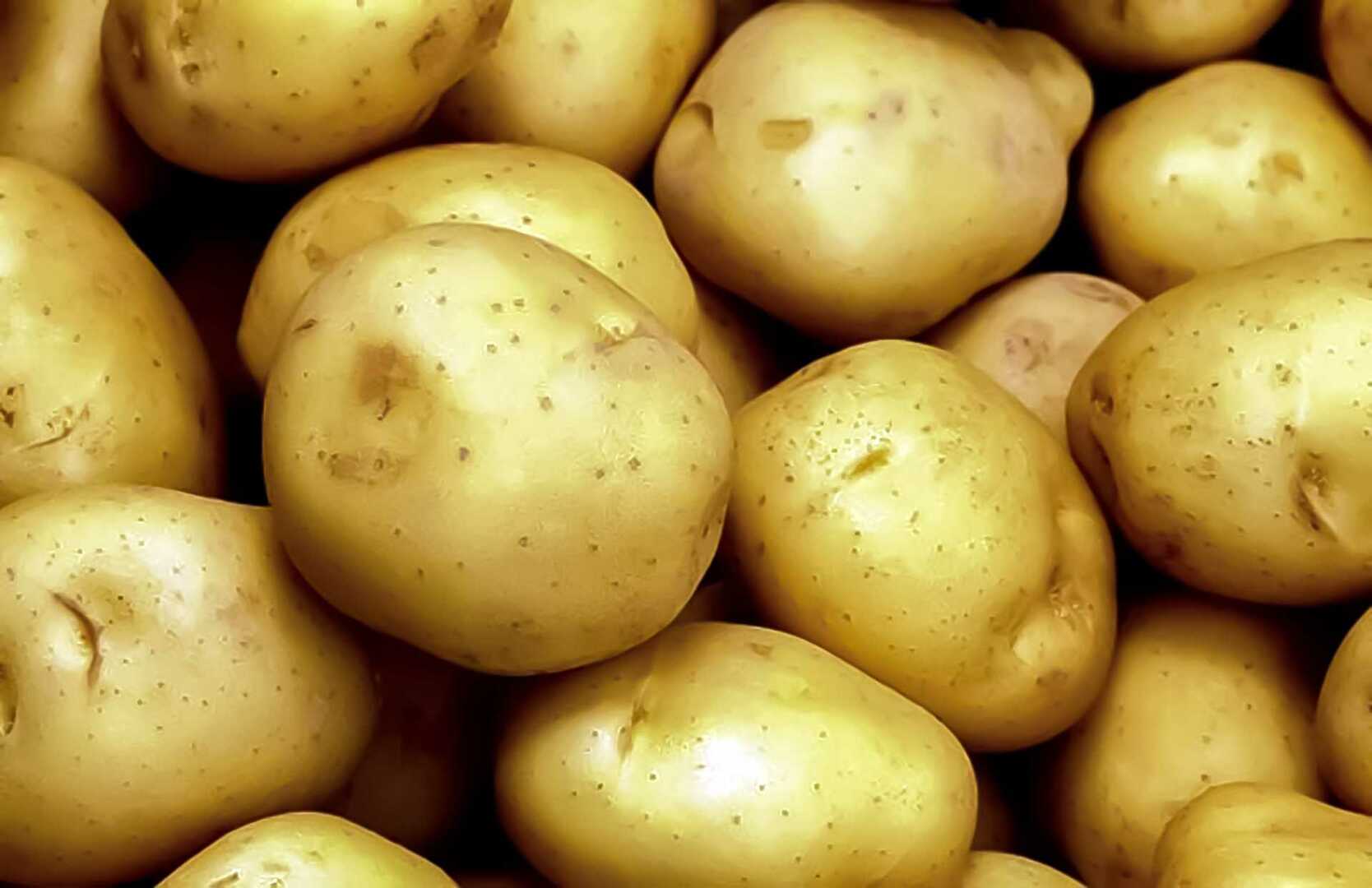 Какой картофель выбрать для посадки и хранения? Рекомендации агронома -Сосновская Нива