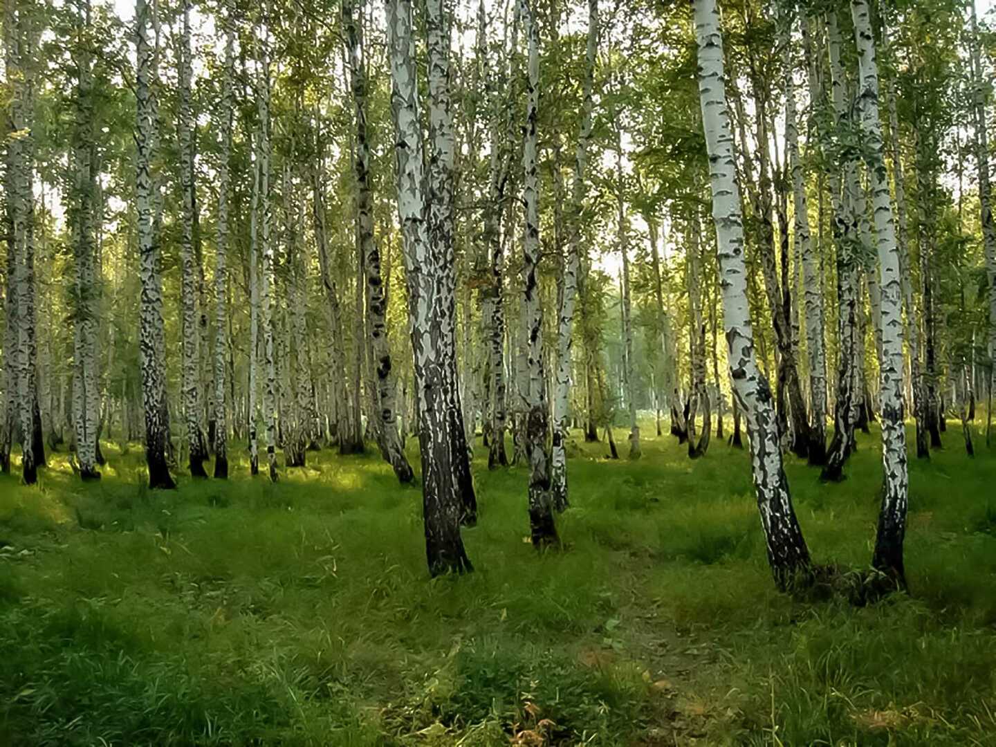 Долгодеревенское Челябинская область лес