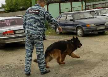 21 июня – день кинолога. Что умеют полицейские собаки?