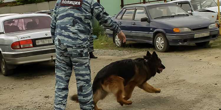 Кинологическая форма мвд нового образца