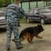 21 июня – день кинолога. Что умеют полицейские собаки?