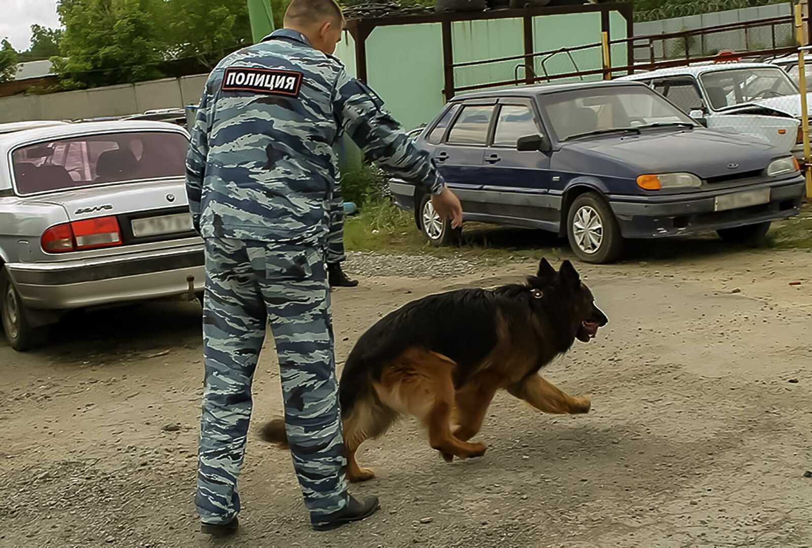 21 июня – день кинолога. Что умеют полицейские собаки? - Сосновская Нива