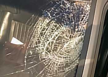 В Сосновском районе косуля влетела в лобовое стекло авто и погибла