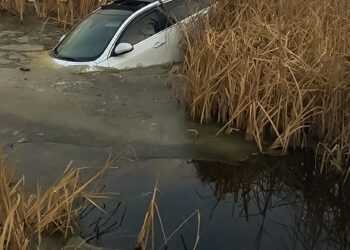 Стала ли сова причиной ДТП в Сосновском районе?