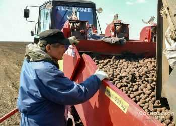 Весенние полевые работы в племзаводе «Россия»