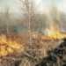 В Сосновском районе пожарами нанесен огромный ущерб лесу и поселкам