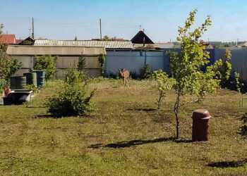 В Сосновском районе косуля забежала во двор и не могла найти выход