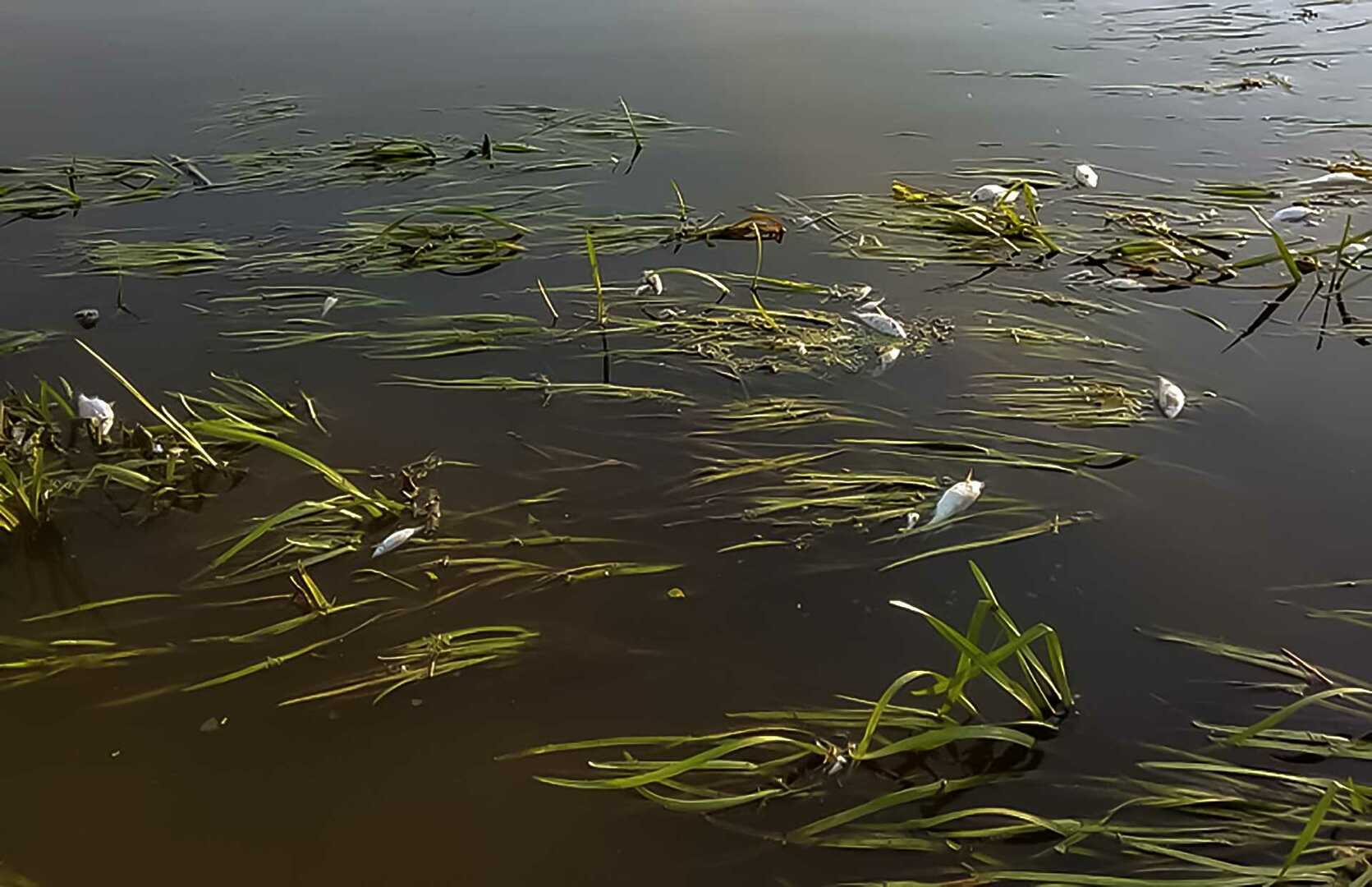 какая рыба водится в реке миасс в челябинске