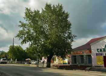 Сколько лет зеленым великанам в Долгодеревенском?