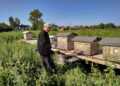 Пчеловоды Сосновского района из-за непогоды остались без меда