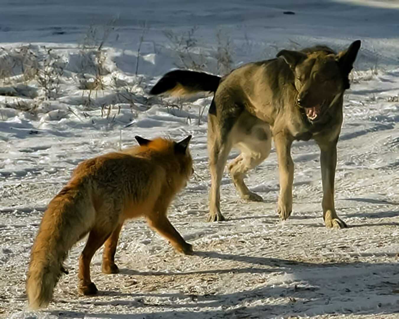 Межвидовая конкуренция волк и лиса