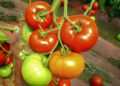 В августе помидорки с куста собирают все, а в мае – только самые умелые