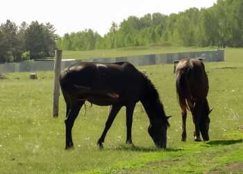 Пропавшую лошадь с жеребенком нашли через районные газеты