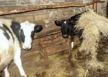 В Челябинской области начинается прием документов на гранты «Агростартап»