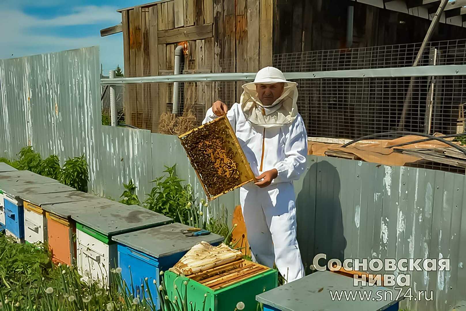 Сохранить пчел. Где держать пчел на участке. Можно ли держать пчёл в деревне. Друг Путина который держит пчел. Где держать пчел на участке с частным домом.