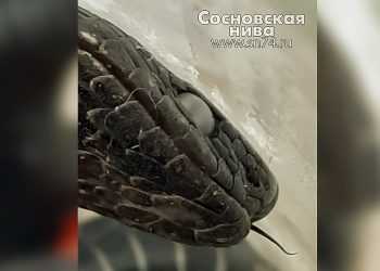 В Сосновском районе разбираются в причинах смерти мужчины после укуса гадюки