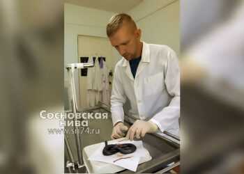 Гадюка, укусившая мужчину, была беременна