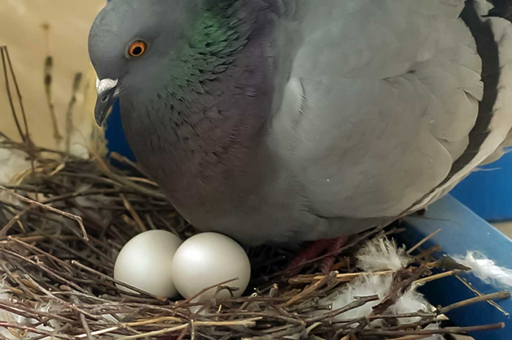 Голубь высиживает яйца