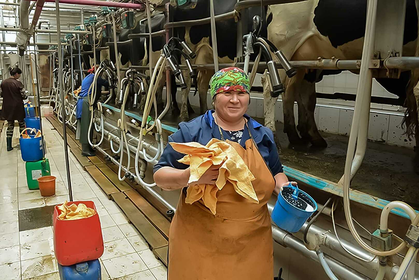 День доярки. Доярка. Спецодежда для доярок. Доярка профессия.