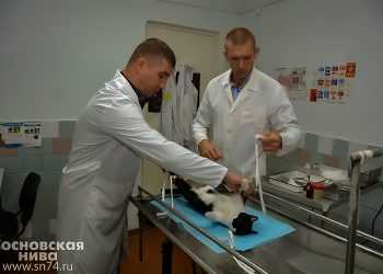 Не только пушистые котята и щенки: сосновский ветеринар рассказал о работе