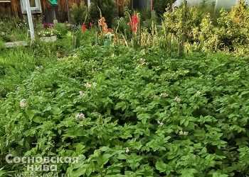 В Сосновском районе повторно зацвела картошка. Скажется ли это на урожае?
