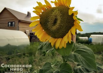 Какая погода ждет южноуральцев в сентябре