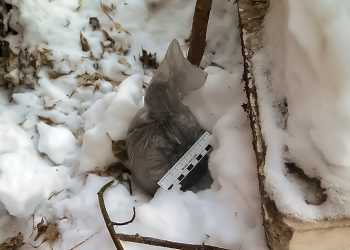 Закладка в лесу у Долгодеревенского привела южноуральца к тюрьме