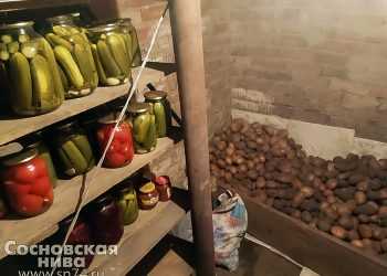 Как сохранить овощи до нового урожая: советы от специалистов