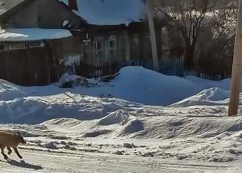 В село Большое Баландино зачастили лисы