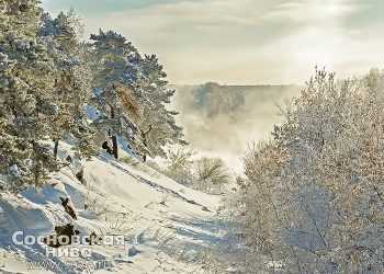 К территории Каштакского бора присоединят 200 гектаров реликтовых лесов