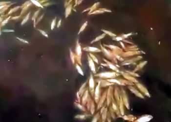На озере Касарги Сосновского района произошел замор рыбы