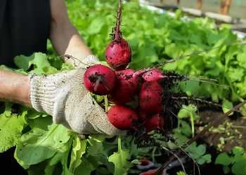 У садоводов Сосновского района горячая пора