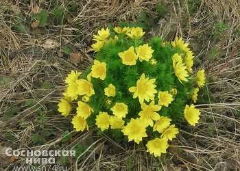 В Сосновском районе подвели итоги конкурса «Весна в кадре»