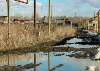 За одуванчики и крапиву на участке могут оштрафовать
