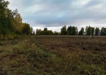 Арендатор участка в Сосновском районе заплатит штраф за сорняки