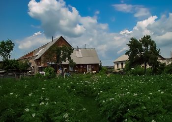 Картофель любит рыхлую почву и отсутствие сорняков