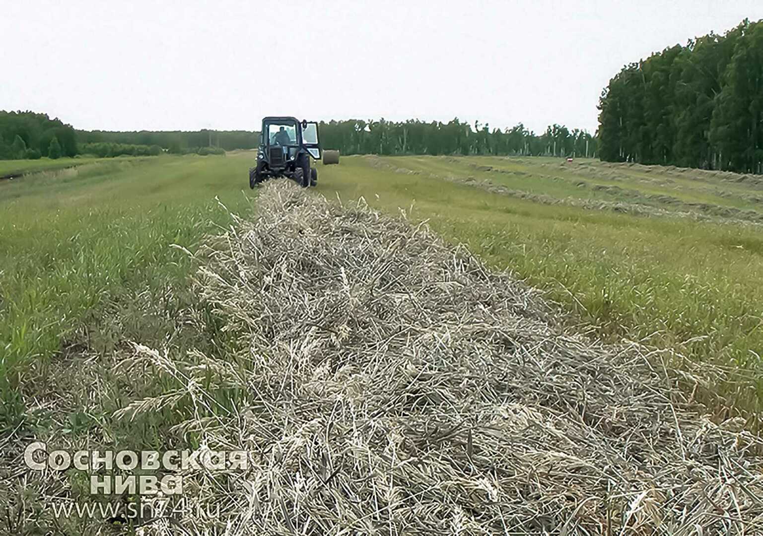 Сосновская нива