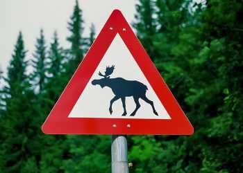 В Сосновском районе грузовая газель сбила лося