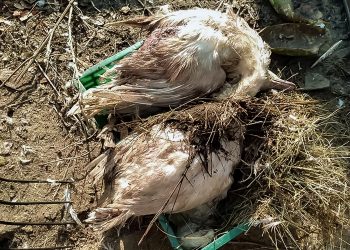 Саккуловские подворья вновь подверглись нападению