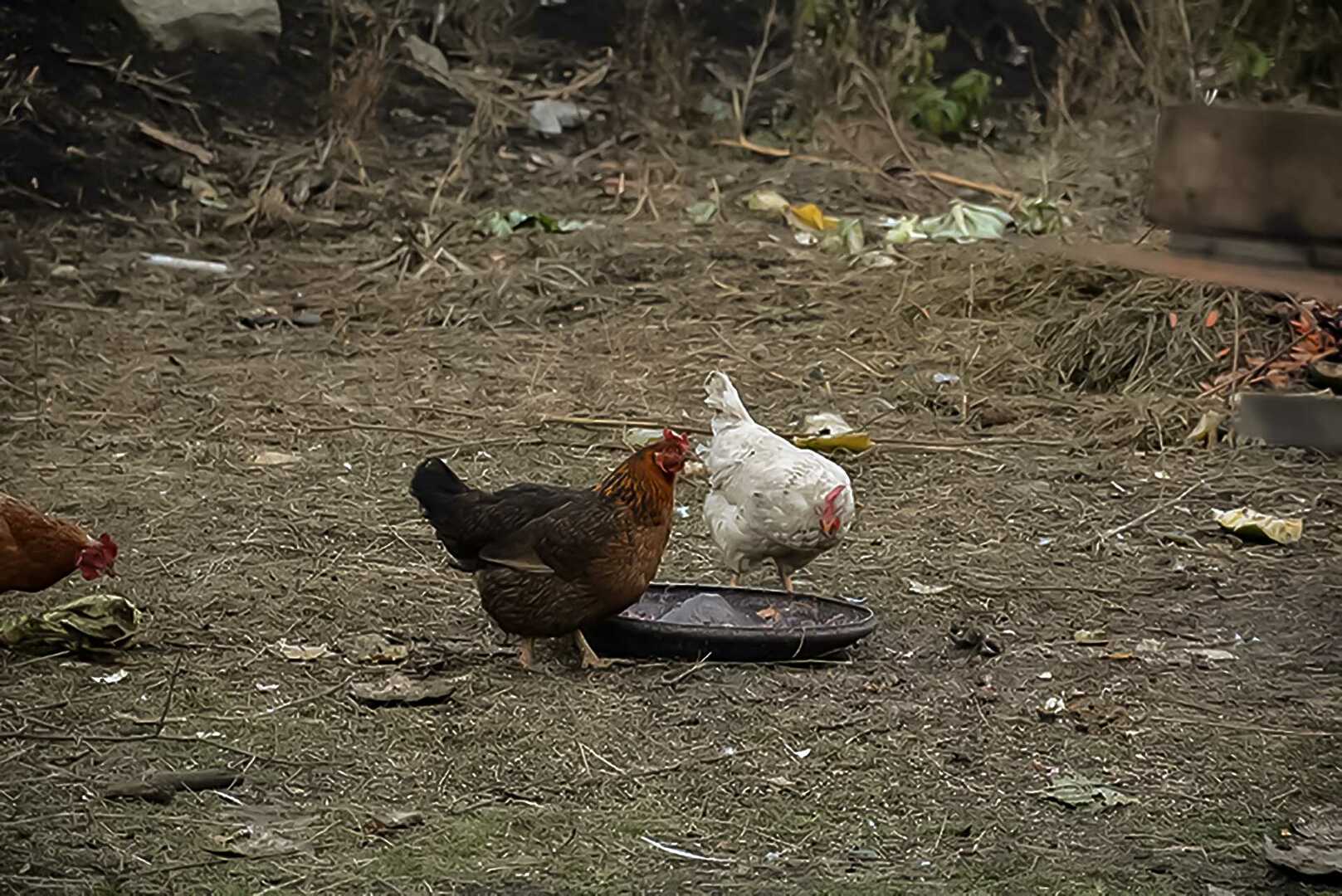 Можно ли держать куриц в городе