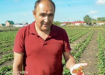 Построить дом, вырастить сына …и посадить поле земляники