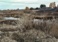 Геомагнитная буря и аномальная сушь в Сосновском районе