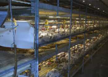 Птицефабрика в Челябинской области заплатила штраф