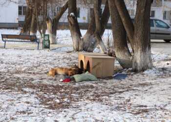 Челябинский министр высказался о поправках в закон об отлове бродячих животных