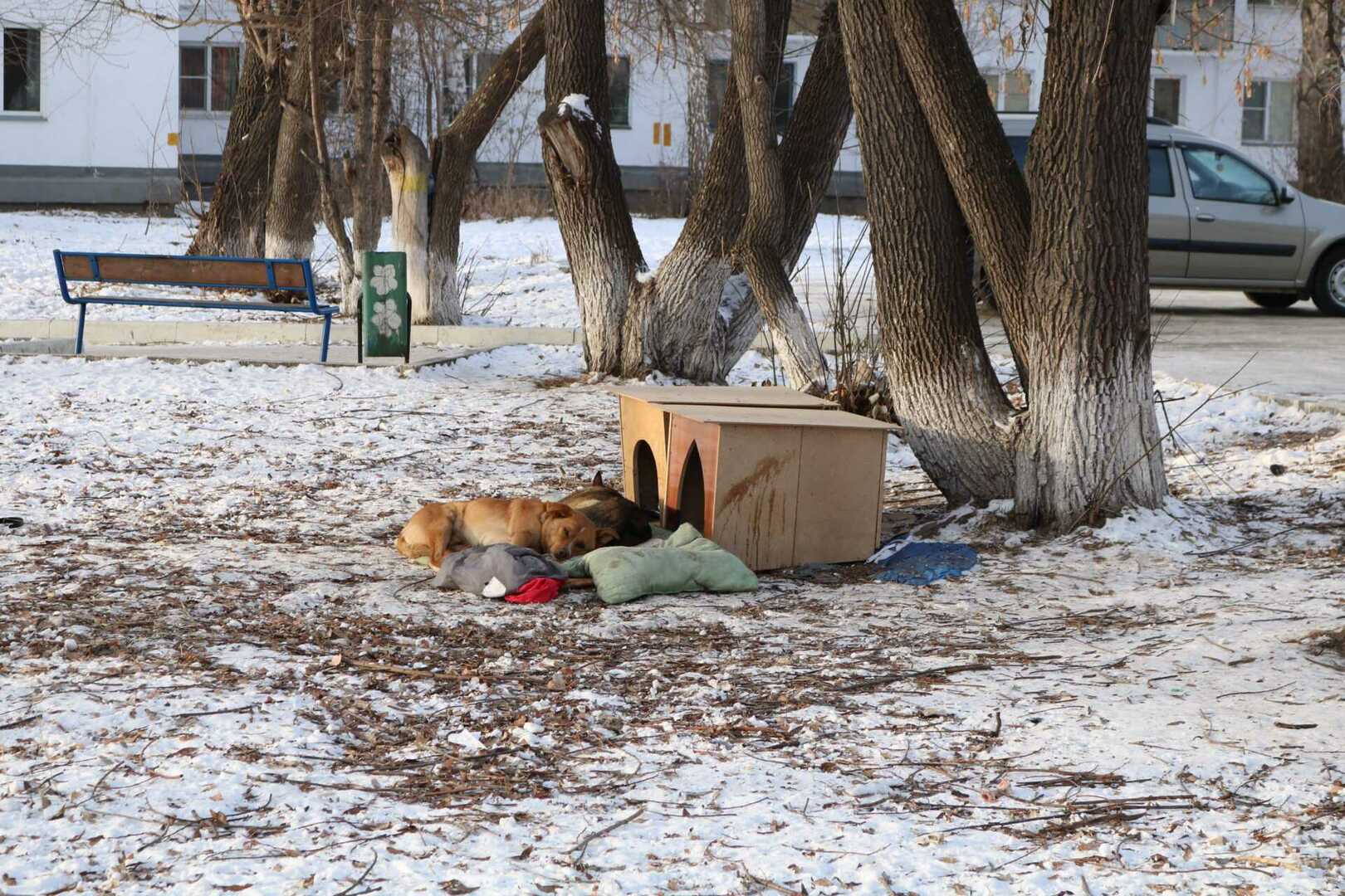 Бездомный животные лысьва. Бездомные животные Пенза.