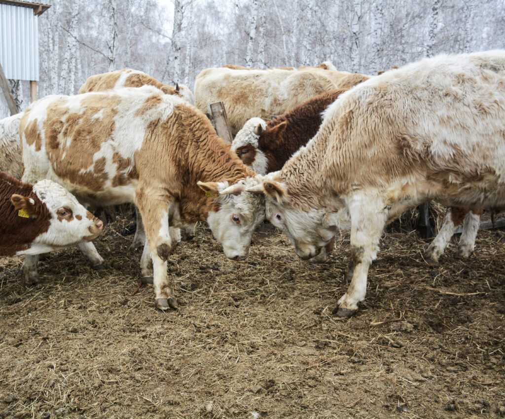 Фотокорреспондент "СН" победил в конкурсе «Деревня – мой дом родной»