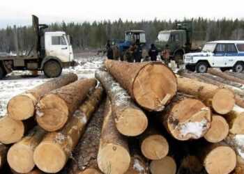 В Сосновском районе браконьеры не щадят ни елки, ни березы