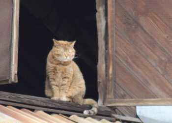 В Сосновском районе кошка умерла от бешенства