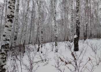 В Сосновском районе ожидают зимнего солнца